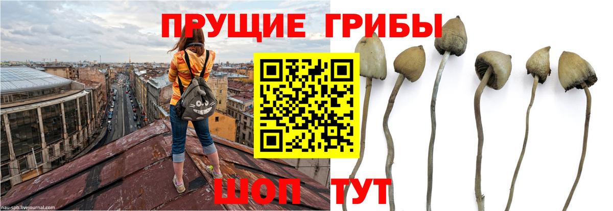 Псилоцибиновые грибы мицелий Кемерово